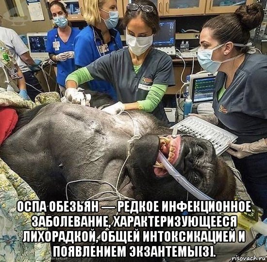  оспа обезьян — редкое инфекционное заболевание, характеризующееся лихорадкой, общей интоксикацией и появлением экзантемы[3]., Мем Заболел