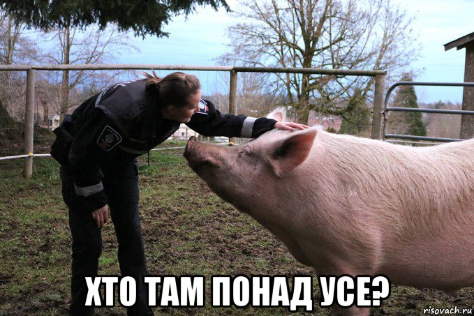  хто там понад усе?, Мем Жирная свинья
