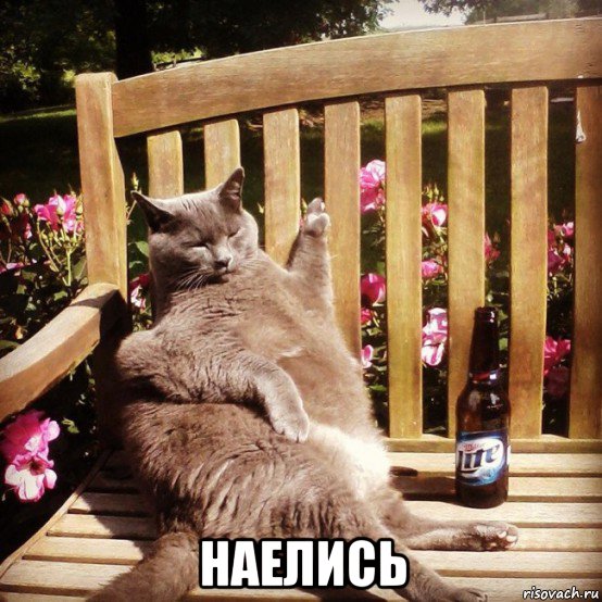  наелись