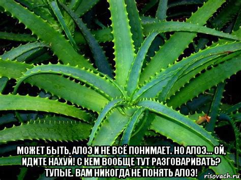  может быть, алоэ и не всё понимает. но алоэ... ой, идите нахуй! с кем вообще тут разговаривать? тупые. вам никогда не понять алоэ!, Мем Алоэ