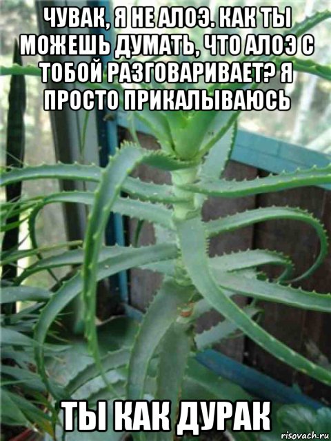 чувак, я не алоэ. как ты можешь думать, что алоэ с тобой разговаривает? я просто прикалываюсь ты как дурак, Мем Алоэ
