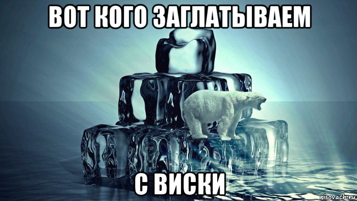 вот кого заглатываем с виски, Мем Белый медведь Миша