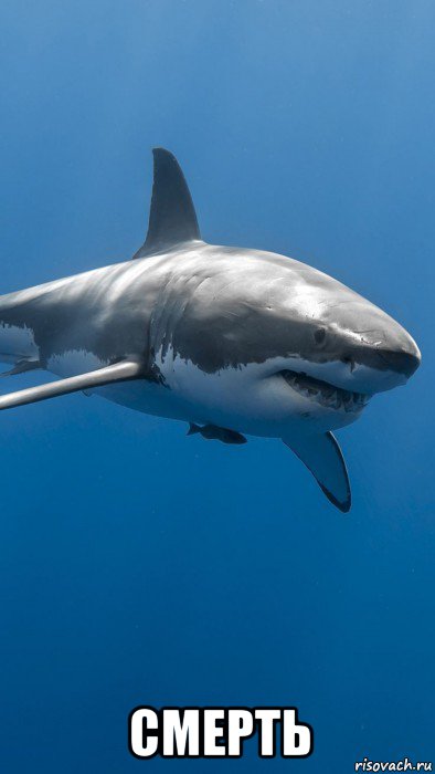  смерть, Мем Большая white shark