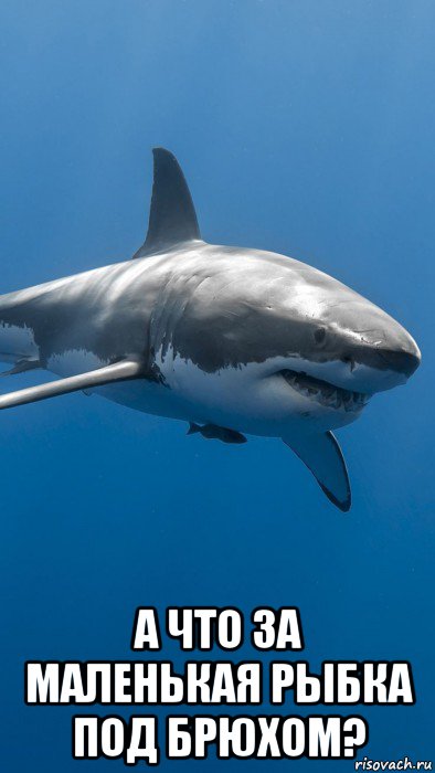  а что за маленькая рыбка под брюхом?, Мем Большая white shark