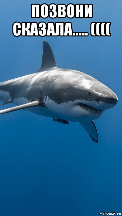 позвони сказала..... (((( , Мем Большая white shark