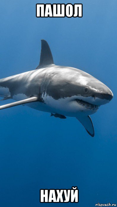 пашол нахуй, Мем Большая white shark