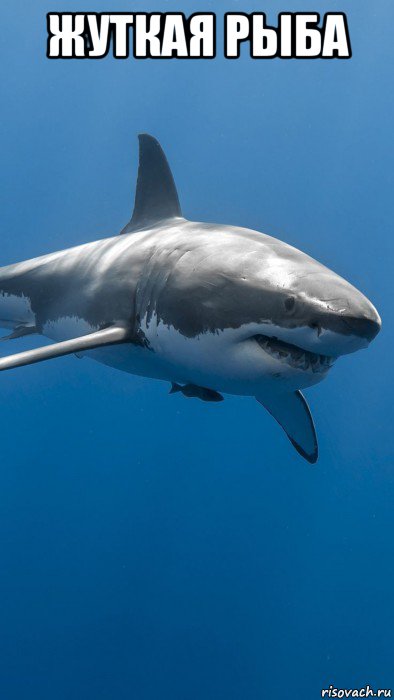 жуткая рыба , Мем Большая white shark