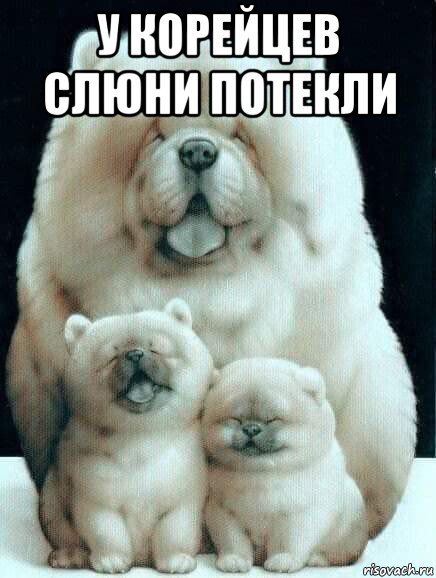 у корейцев слюни потекли , Мем Chow Chow family