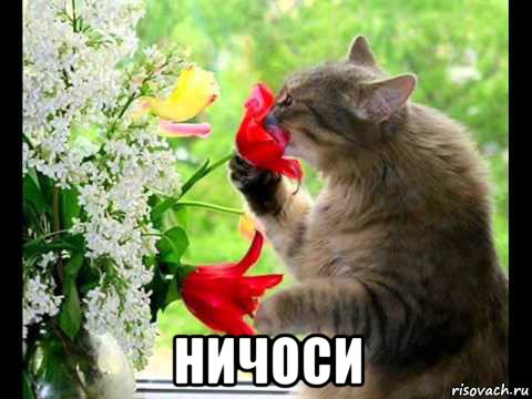  ничоси, Мем Да чую