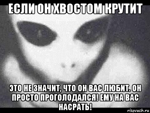 если он хвостом крутит это не значит, что он вас любит. он просто проголодался! ему на вас насрать!, Мем Дебилы