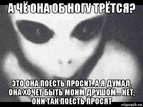а чё она об ногу трётся? это она поесть просит. а я думал, она хочет быть моим друшом... нет, они так поесть просят