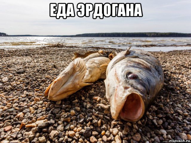 еда эрдогана , Мем Дохлая рыба