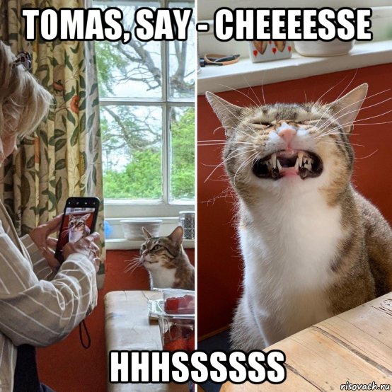 tomas, say - cheeeesse hhhssssss, Мем Фото кота