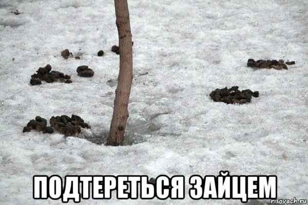  подтереться зайцем, Мем Говно медведя