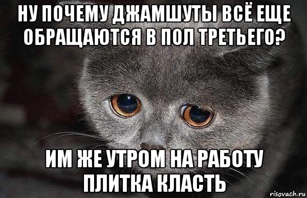 ну почему джамшуты всё еще обращаются в пол третьего? им же утром на работу плитка класть, Мем  Грустный кот