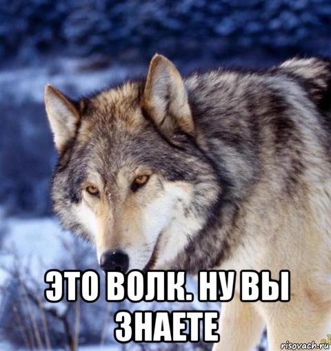  это волк. ну вы знаете