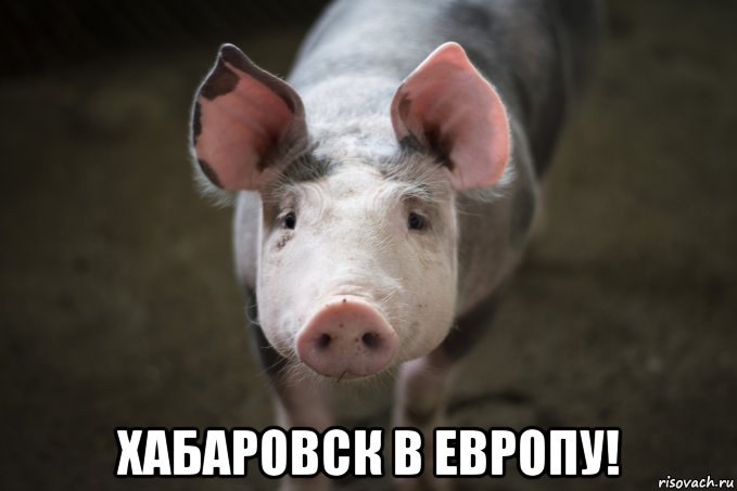  хабаровск в европу!, Мем Хряк с майдана