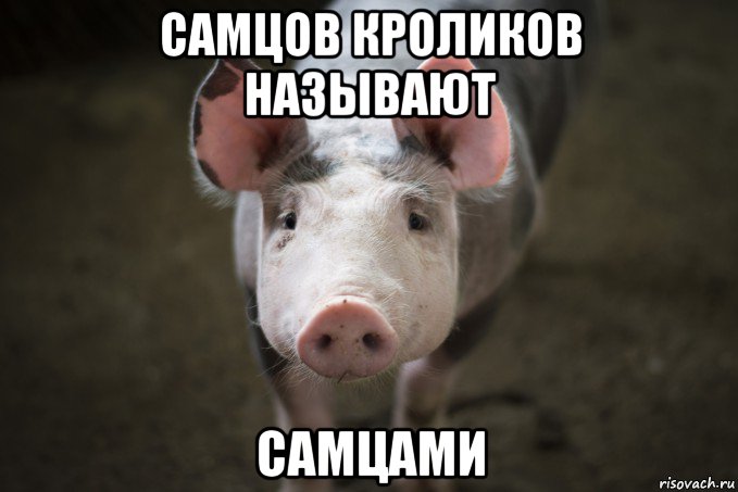 самцов кроликов называют самцами, Мем Хряк с майдана
