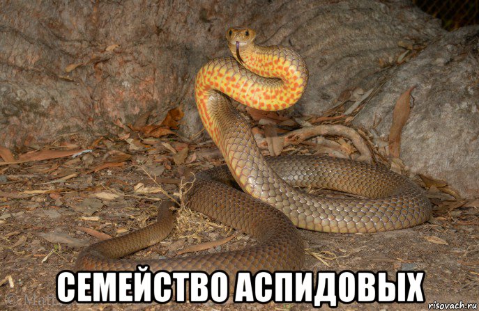 семейство аспидовых, Мем Коричневая Змея