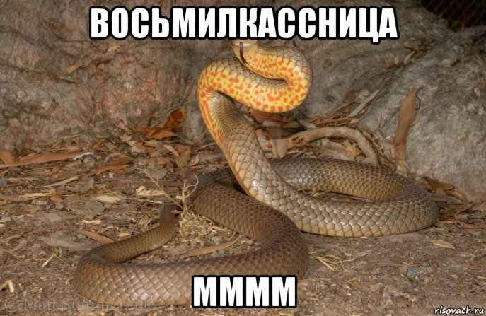 восьмилкассница мммм, Мем Коричневая Змея