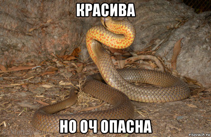 красива но оч опасна, Мем Коричневая Змея