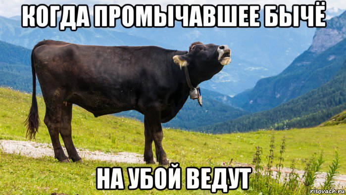 когда промычавшее бычё на убой ведут, Мем Корова Vacca