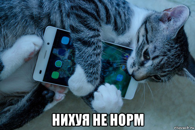  нихуя не норм, Мем Кошка съедает телефон