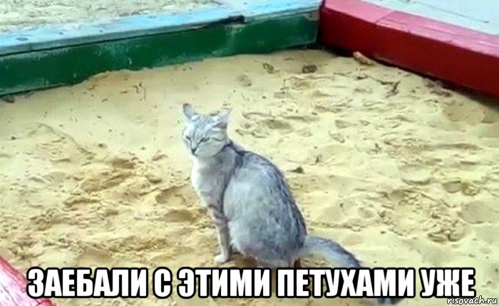  заебали с этими петухами уже, Мем Кошка