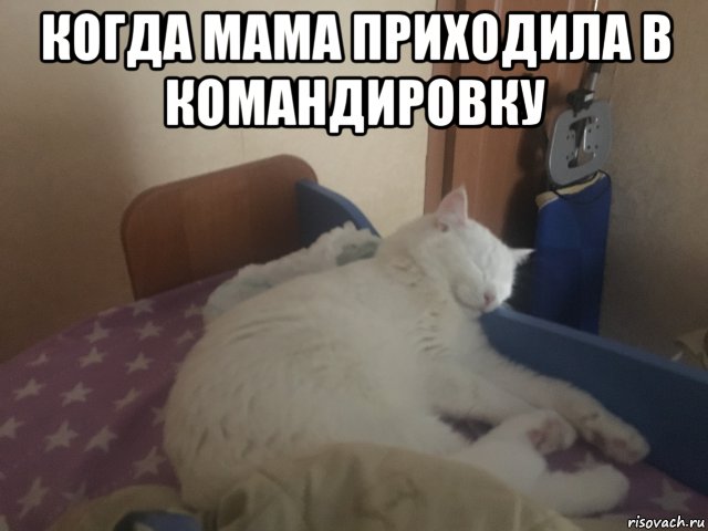 когда мама приходила в командировку , Мем Кошке лень