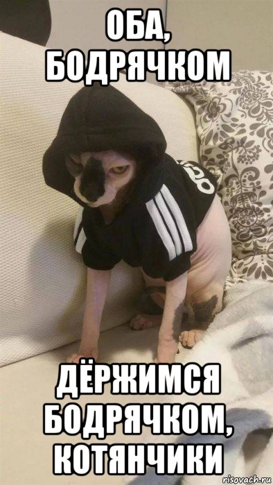 оба, бодрячком дёржимся бодрячком, котянчики