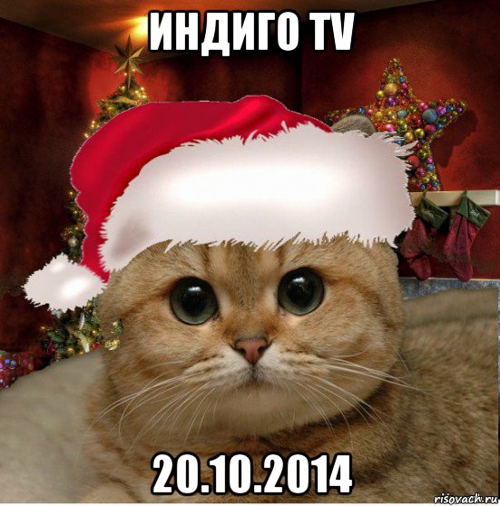 индиго tv 20.10.2014, Мем Котенька