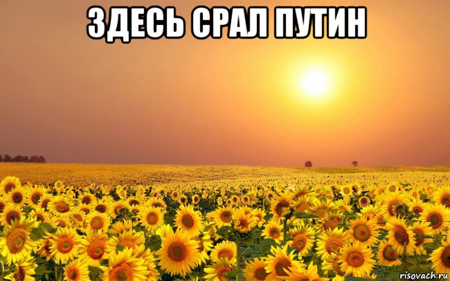здесь срал путин , Мем Краснодарский рай