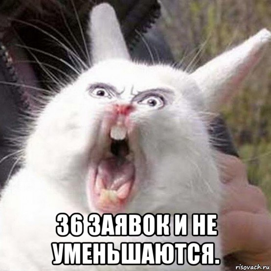  36 заявок и не уменьшаются., Мем Кролик орет reversed
