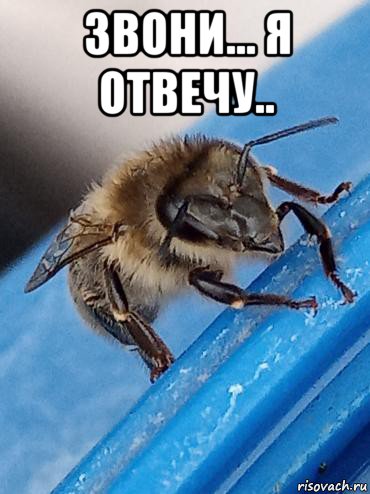 звони... я отвечу.. , Мем Л