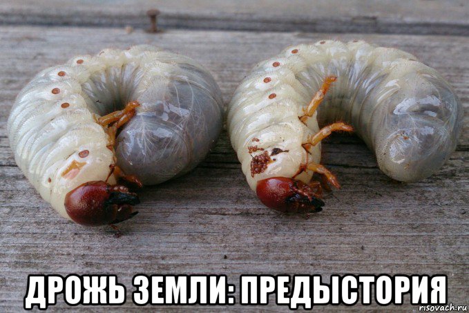  дрожь земли: предыстория, Мем Личинки