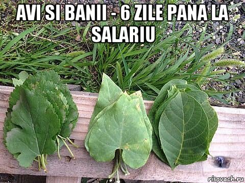 avi si banii - 6 zile pana la salariu , Мем Листья