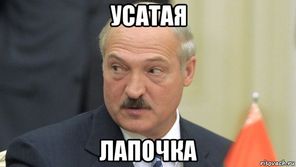 усатая лапочка, Мем Лукашенко