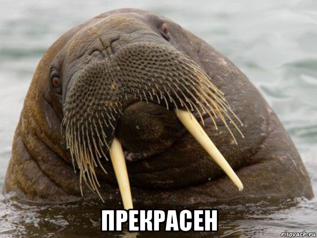  прекрасен