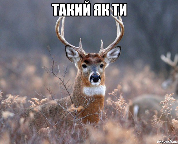 такий як ти 