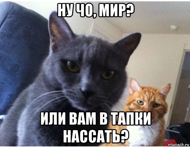 ну чо, мир? или вам в тапки нассать?, Мем Ну что мир