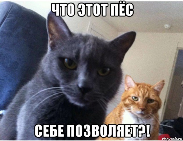 что этот пёс себе позволяет?!, Мем Ну что мир