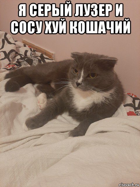 я серый лузер и сосу хуй кошачий , Мем Пашуха