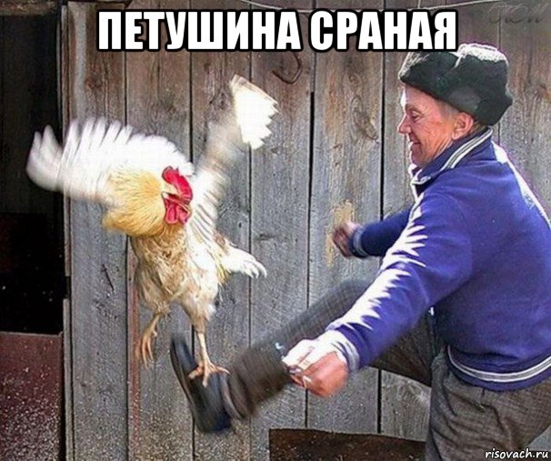 петушина сраная 