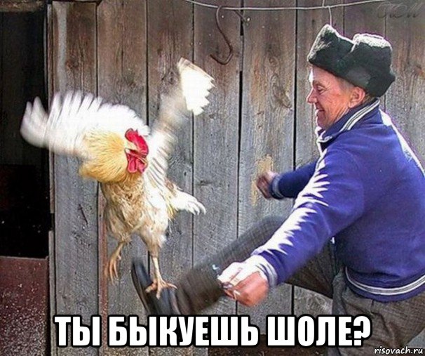  ты быкуешь шоле?