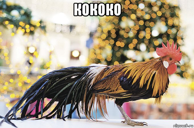 кококо , Мем Петух сутулый