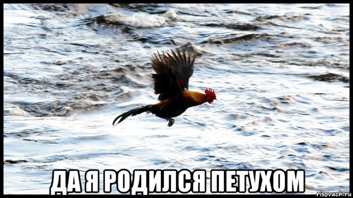  да я родился петухом