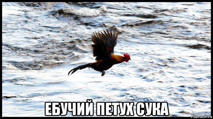  ебучий петух сука
