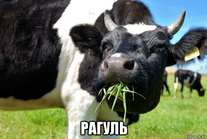  рагуль, Мем Рагуль
