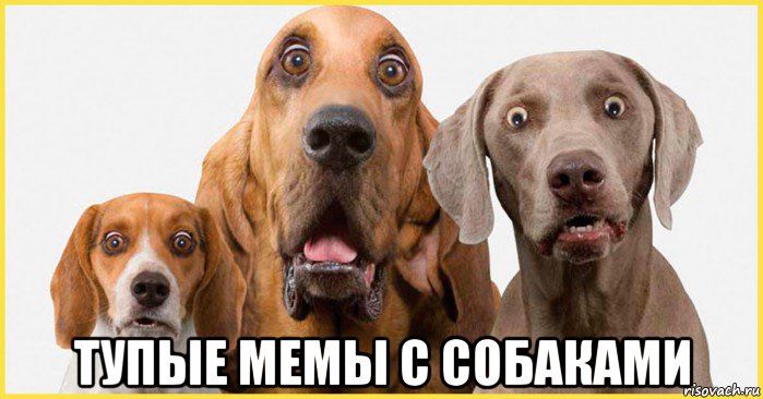  тупые мемы с собаками, Мем Собака
