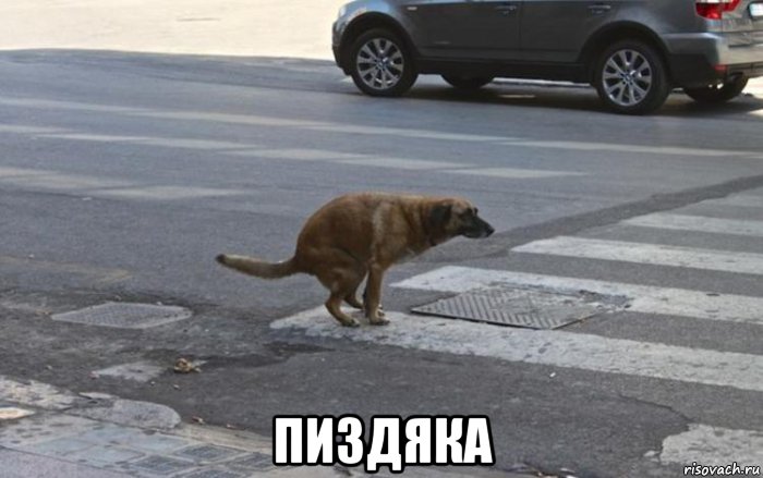  пиздяка, Мем Собака